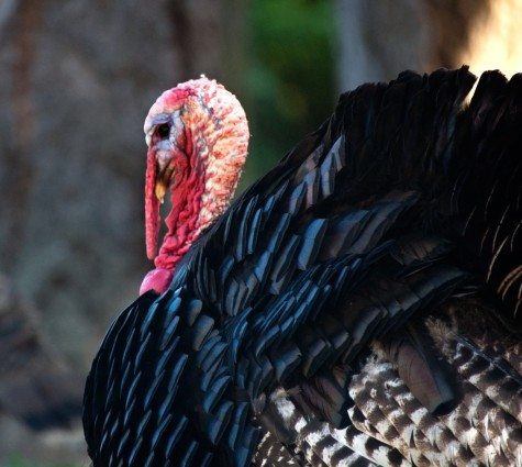 turkey farming, free range turkeys, turkey stuffing,