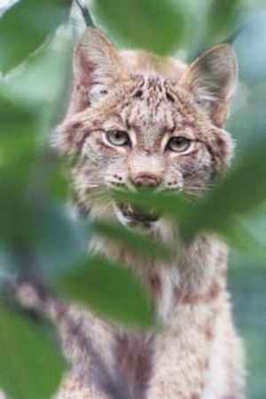 Lynx Lynx