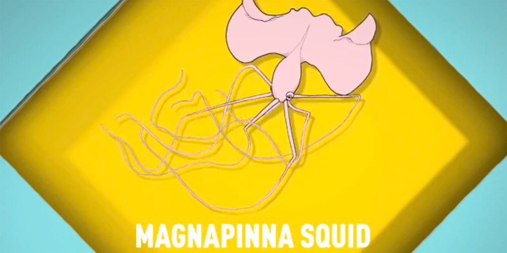 Magnapinna Squid