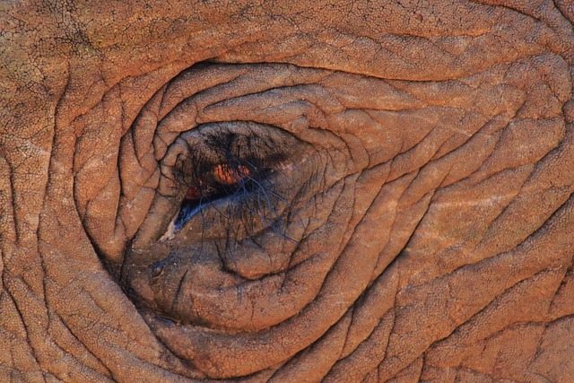 end poaching, save endangered species, WildLeaks,