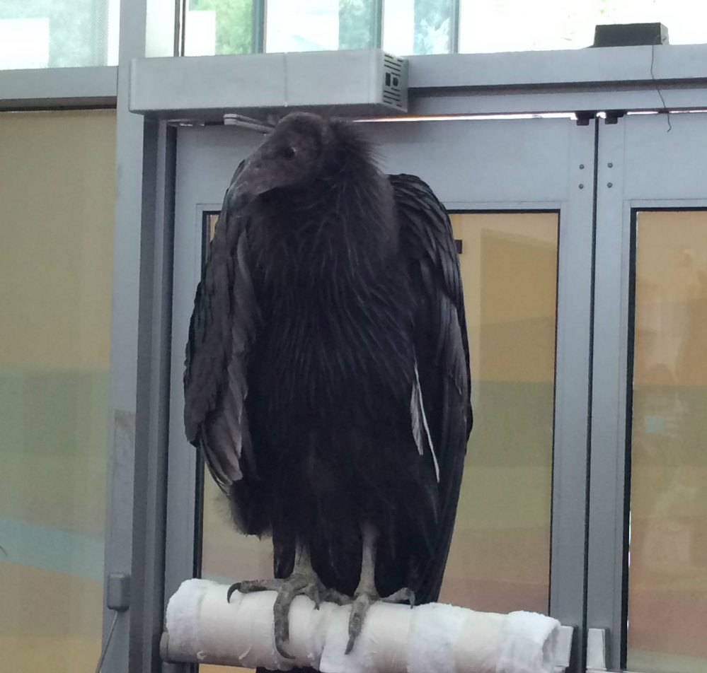 Dolly the California Condor