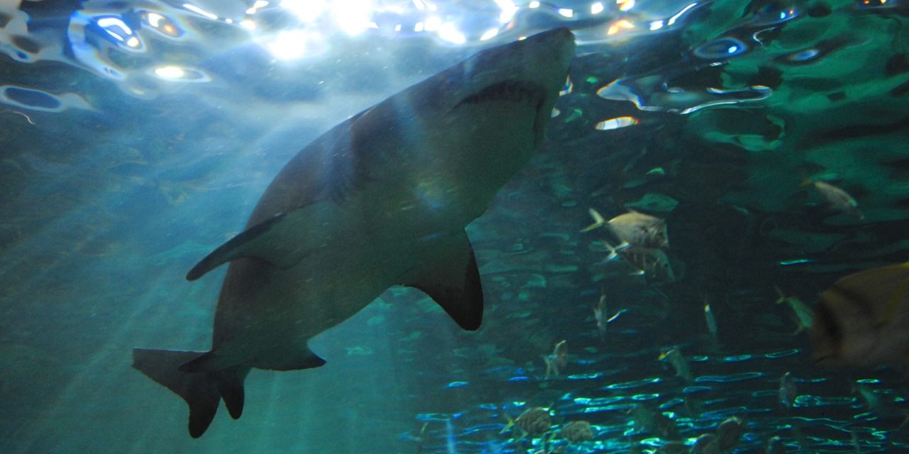 shark passing overhead