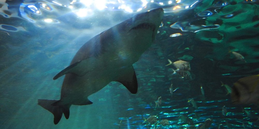 shark approaching