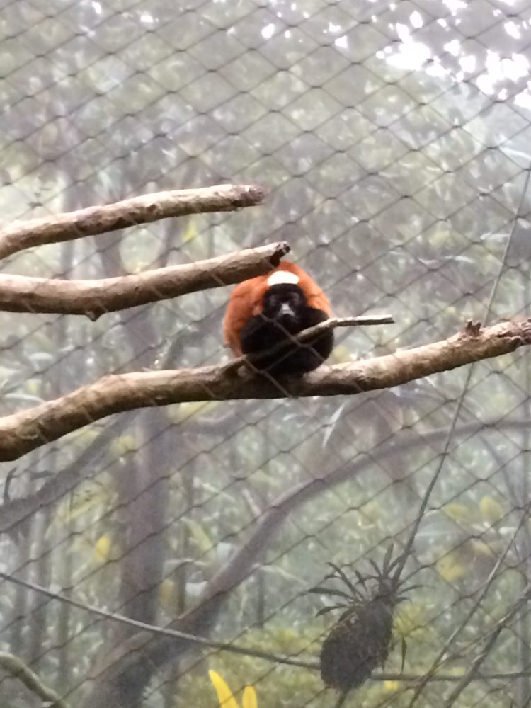 Inside the Madagascar exhibit. photo by Corrina Lawson
