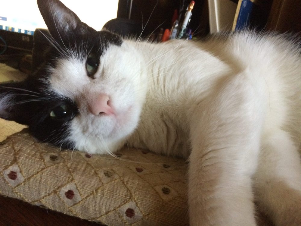 Our cat, Lavinius, chilling on his cat bed. Photo: Jenny Bristol