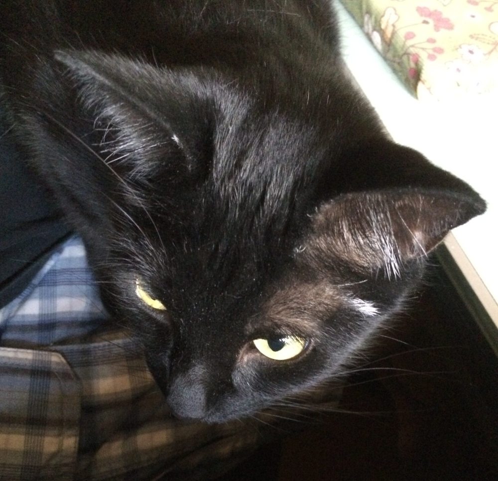 Ezra sometimes prefers my lap. Photo: Jenny Bristol