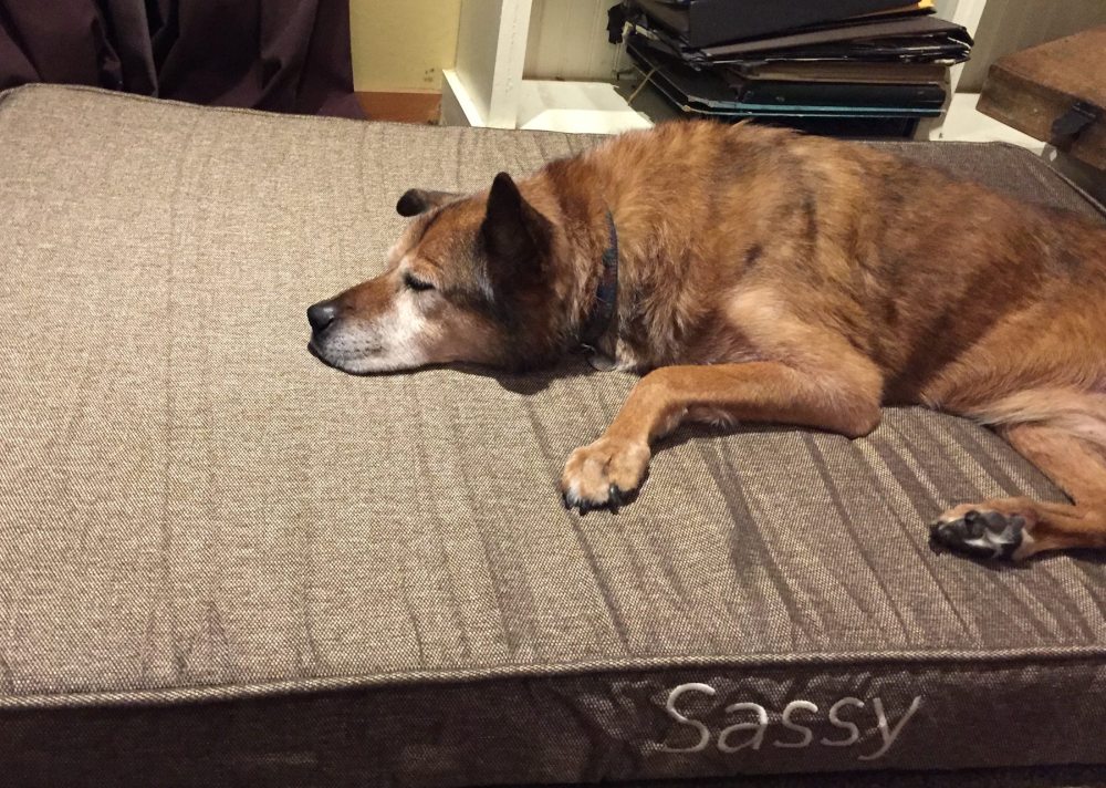 Sassy is very comfortable on her new pet bed.