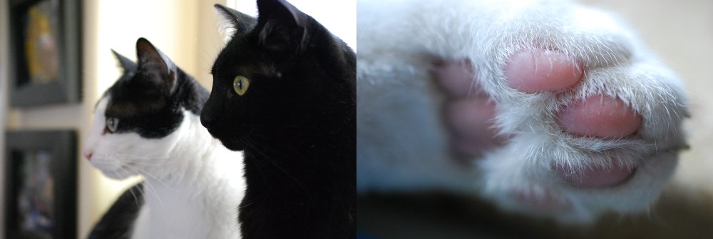 My cats. Photos: Jenny Bristol