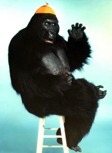 Tracy the Gorilla, star of the 1975 TV series "The Ghost Busters" Photo courtesy of Bob Burns © 1999 The Bob Burns Collection. All rights reserved.