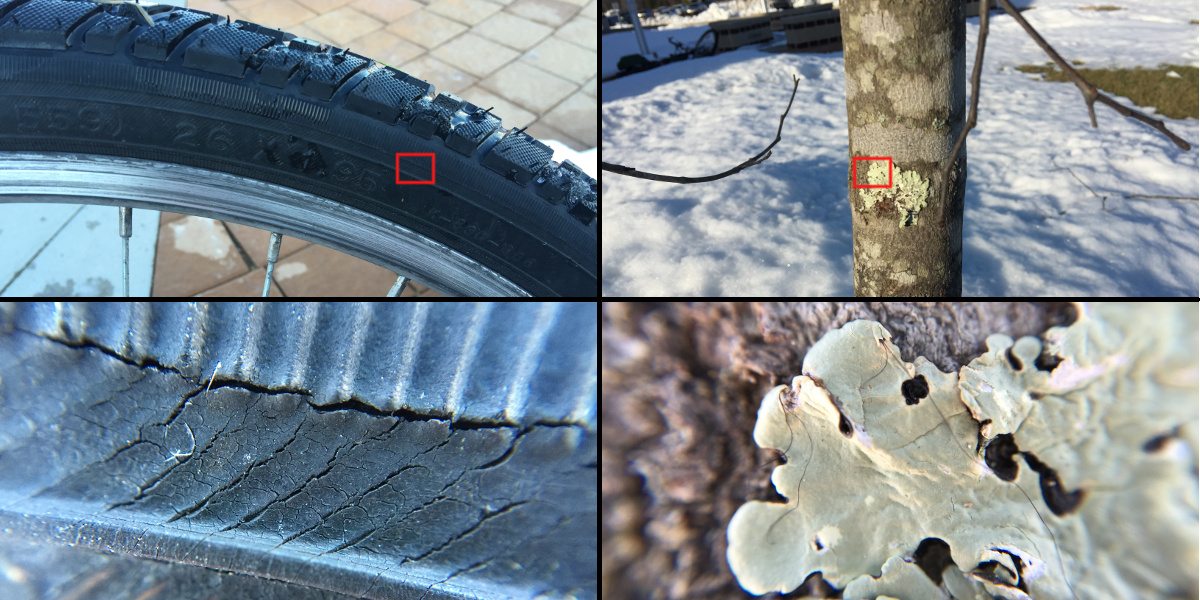 Photo collage showing a bike tire, then a zoomed in section of the tire, and moss on a tree, with a zoomed in shot of the same moss.