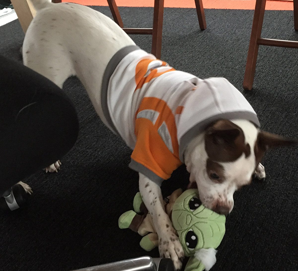 Petco-PepperYoda