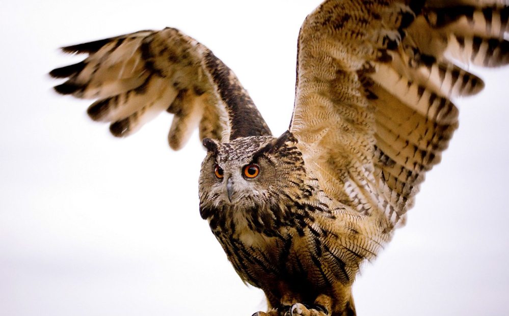 superb_owl_2016