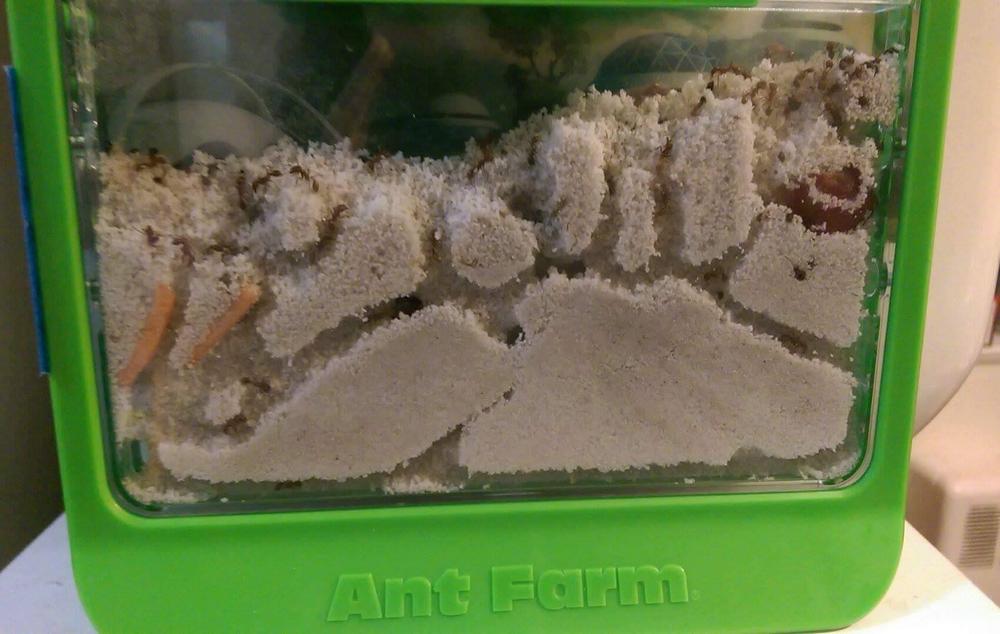 Do ants even sleep? Seriously, do they?