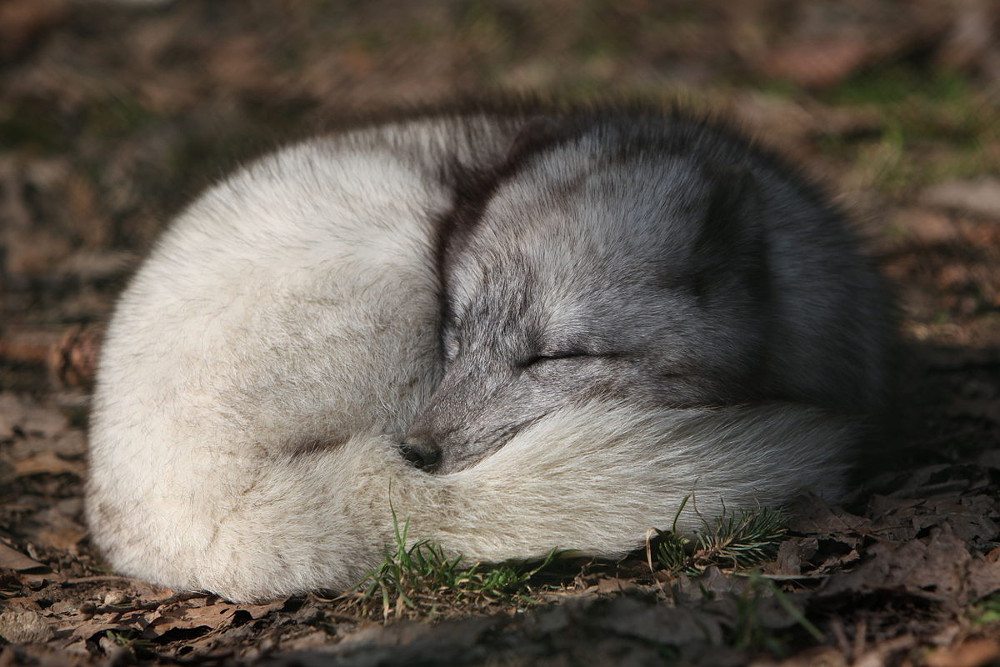 Iceland arctic fox by Wikimedia user Rama CC BY-SA 2.0 fr
