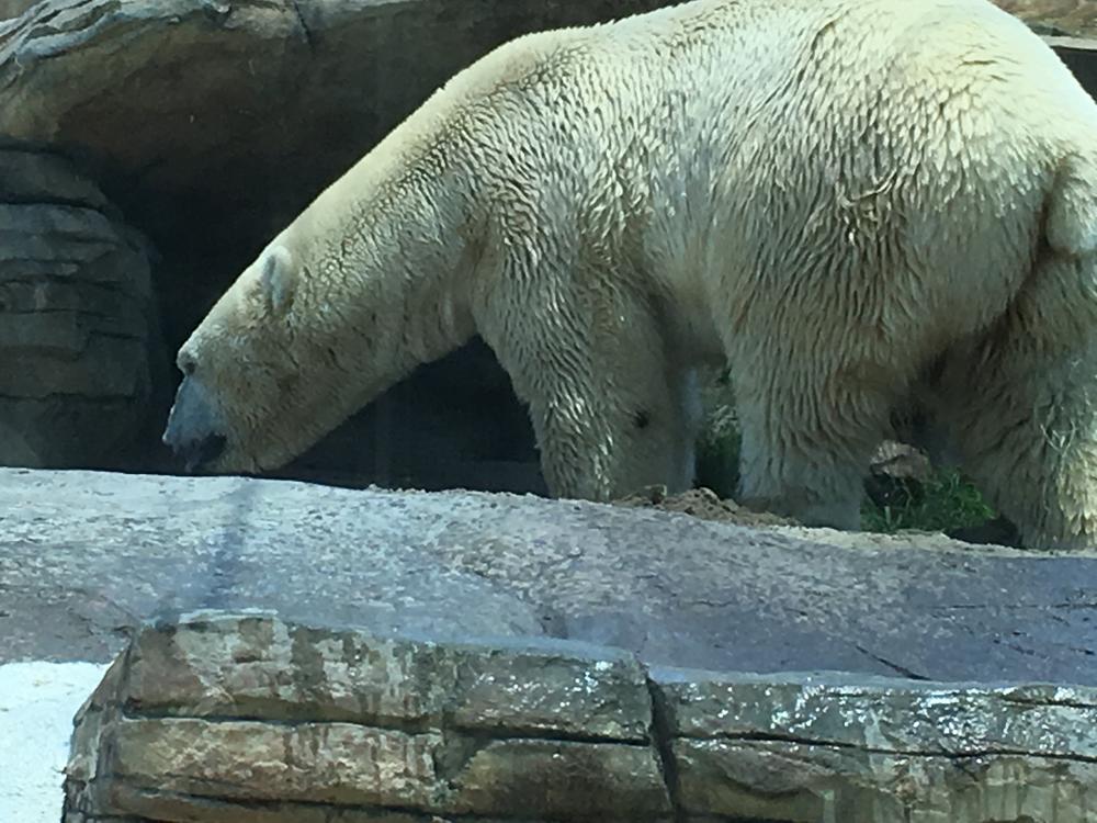 polar bear san diego