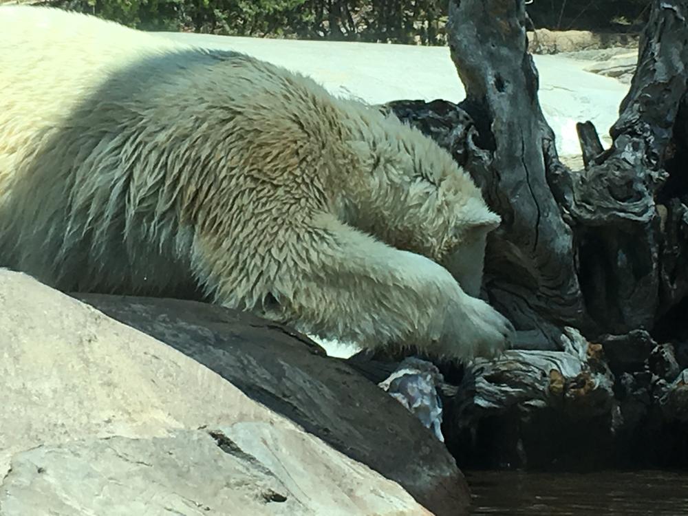 Polar Bear