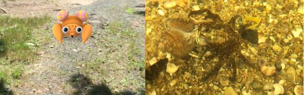 On the left, Paras, on the right, a crab in the Meigs Point Nature Center Touch Tank (Madison, CT; photos, Anika Dane)