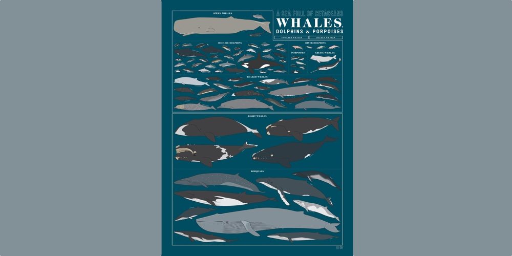 A poster with a porpoise. (Image Credit: Pop Chart Lab)