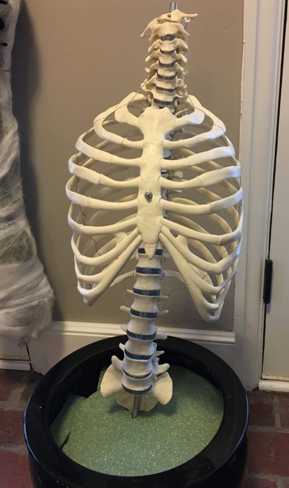 Planted bone torso in pot with foam. Photo from author