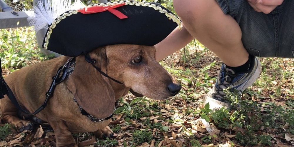 Pirate Wiener  Image: Dakster Sullivan