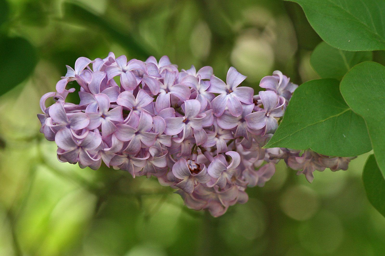 Lilacs