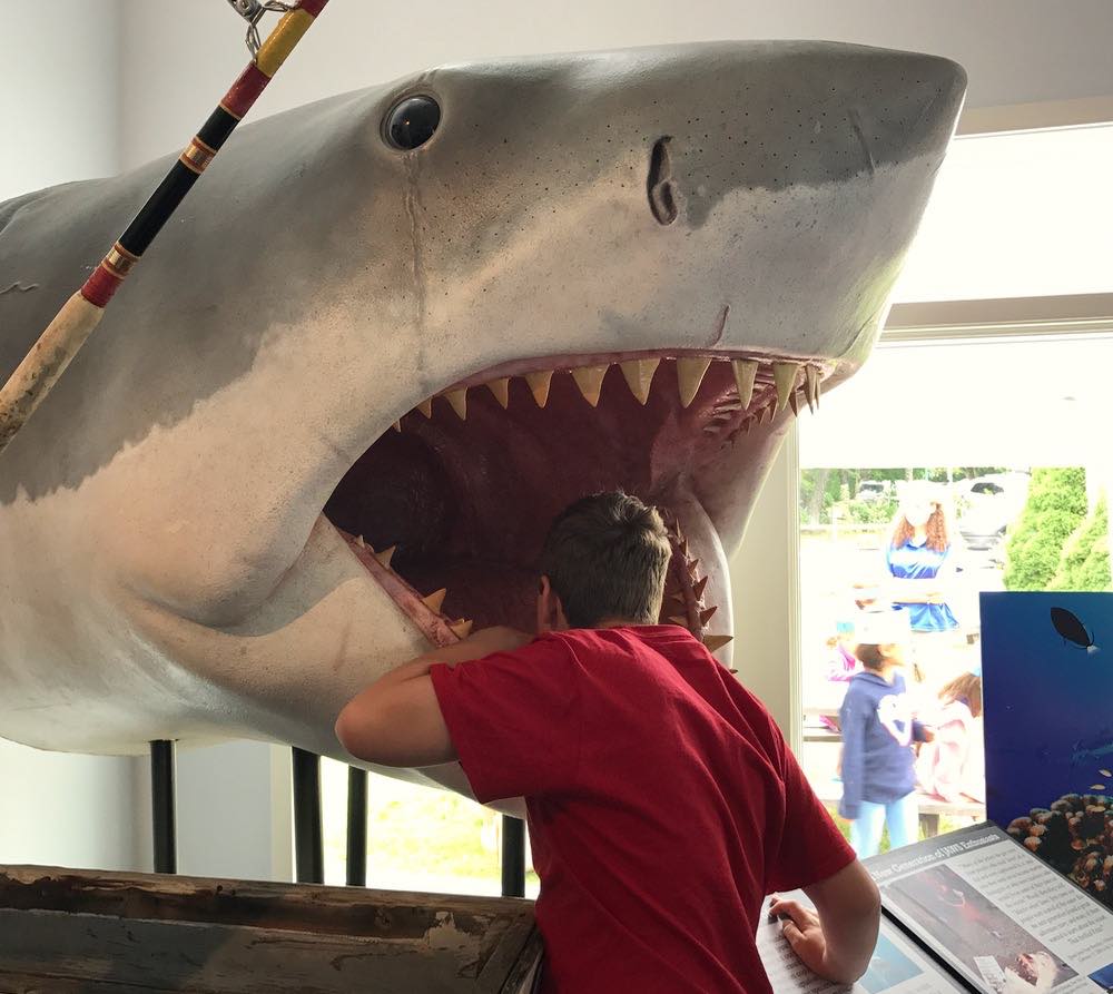 Atlantic White Shark Conservancy