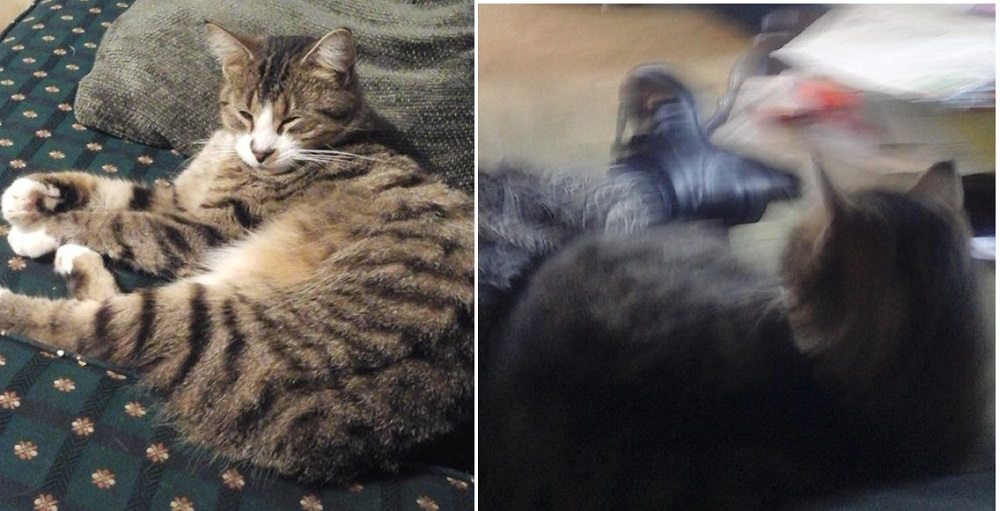 A grey tabby cuddling beside the author