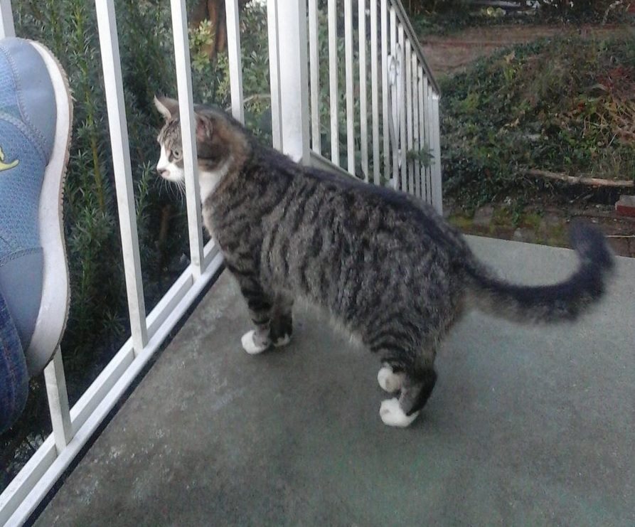 Grey tabby on the porch, the author's shoe just in frame.