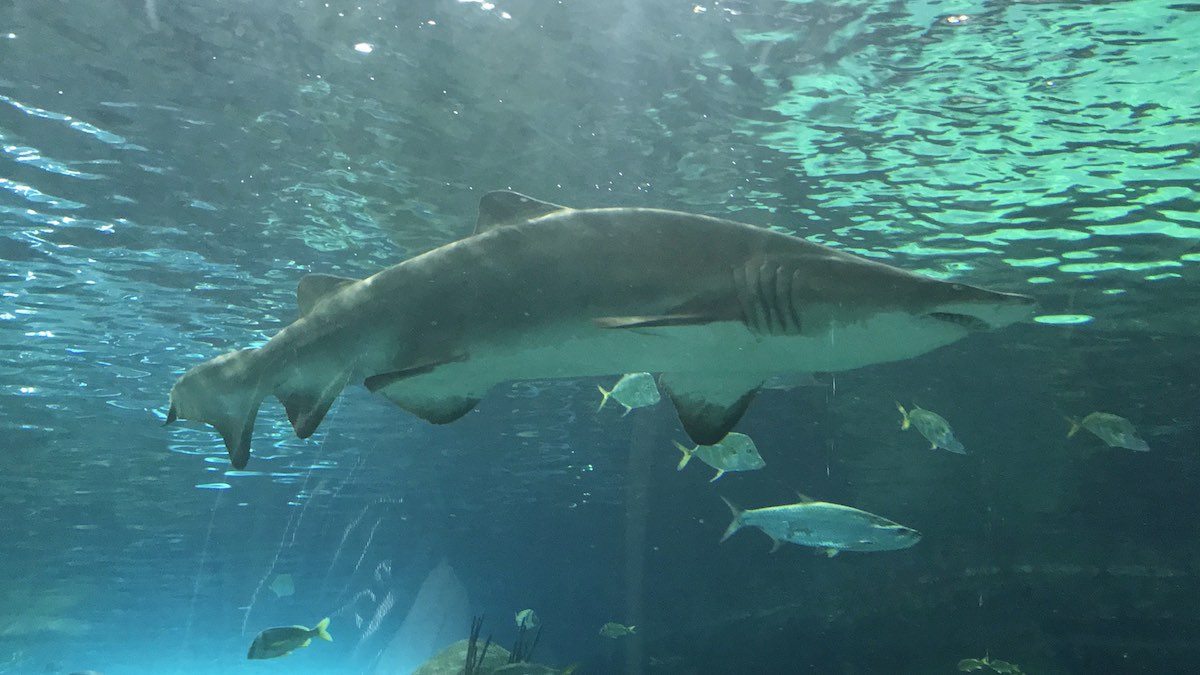 Ripley's Aquarium of Canada