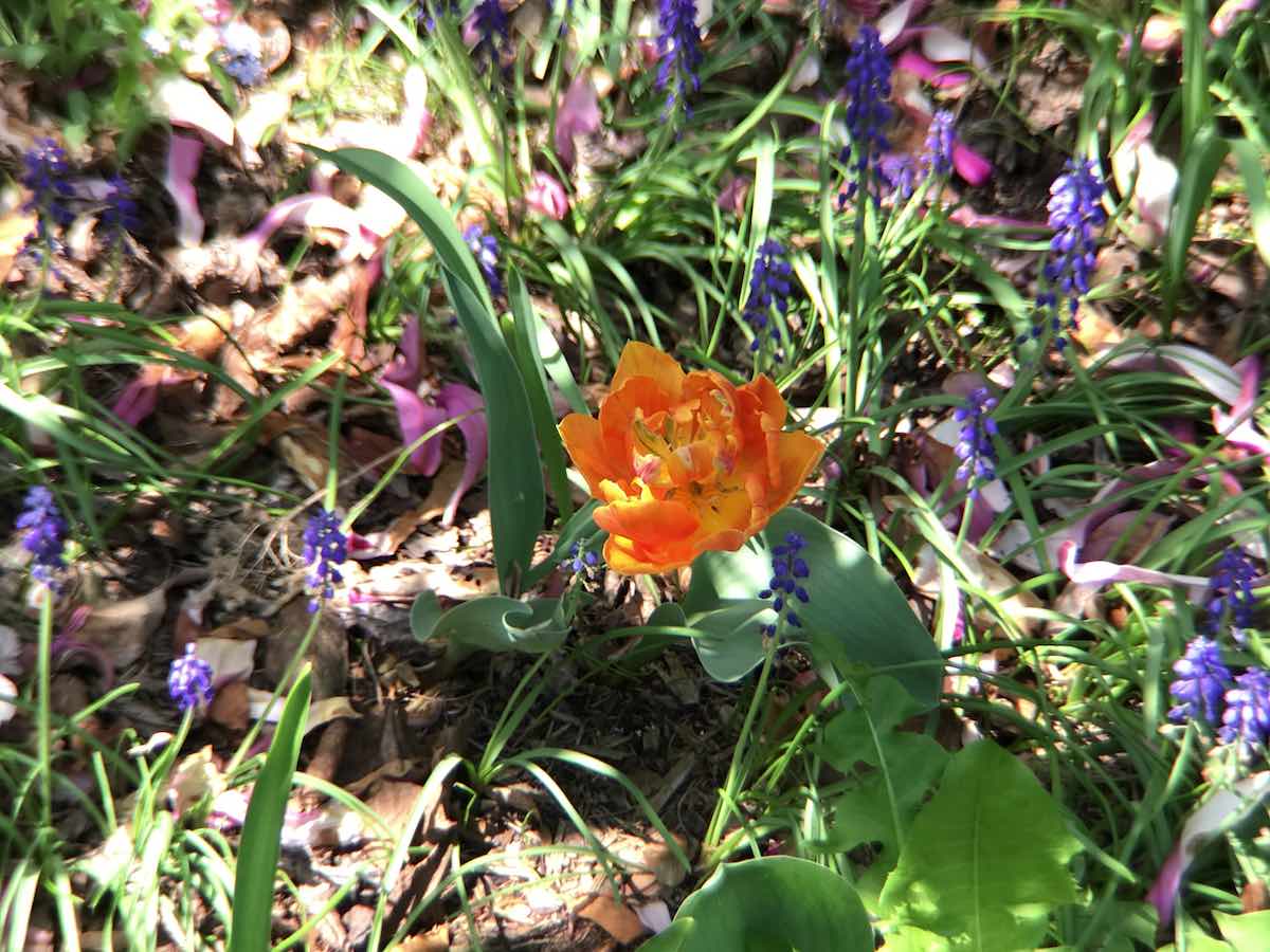 Olloclip Filmer's Kit review