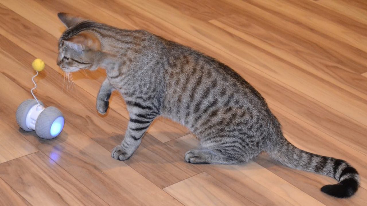 automatic cat toy reddit