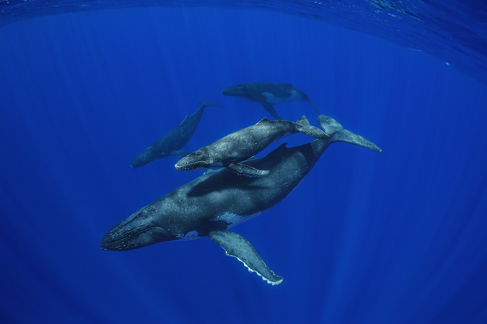 Humpback Whales