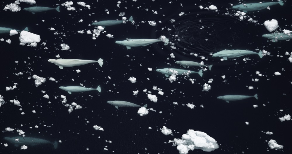 Beluga Whales