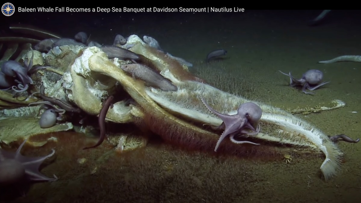Skeletal remains of a whale on the floor of the ocean. Many creatures including octopi are feeding on the remains.