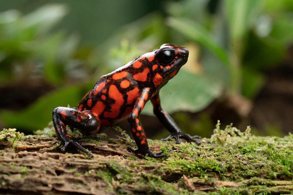 poison dart frog