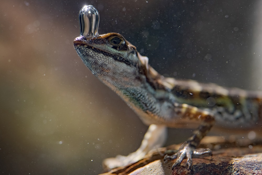 lizard underwater