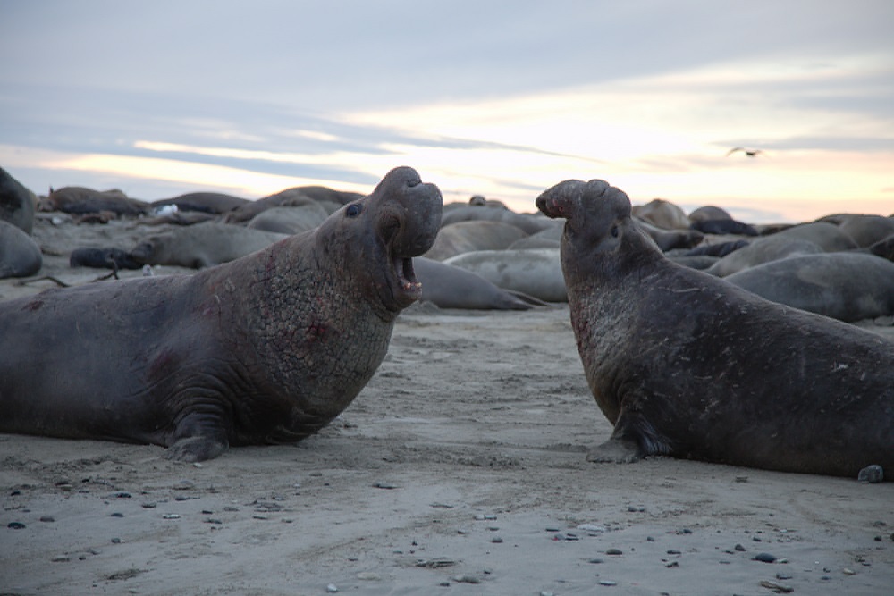 elephant seals