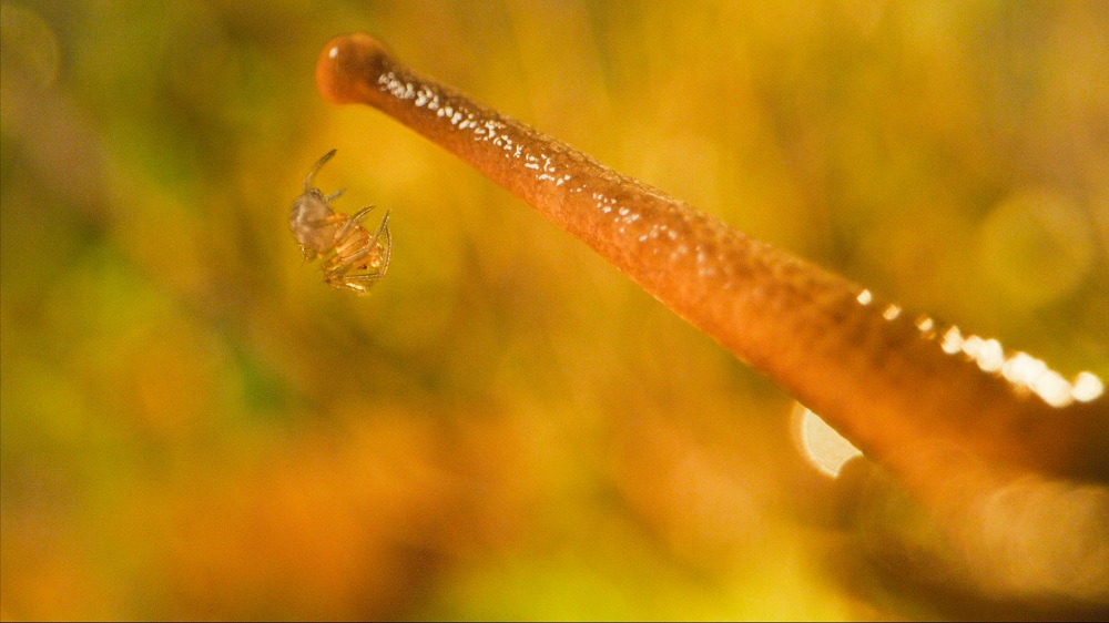 spider on snail antennae