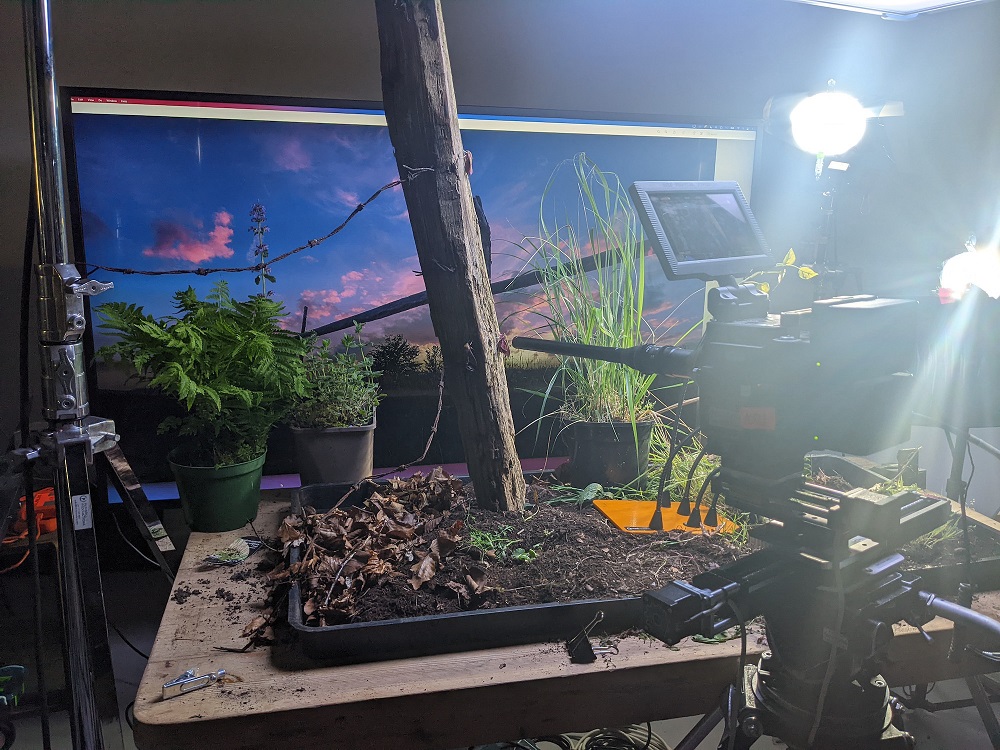 Filming a moth emerging 