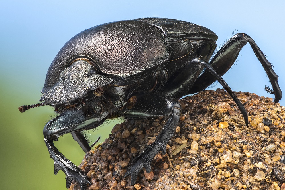 dung beetle