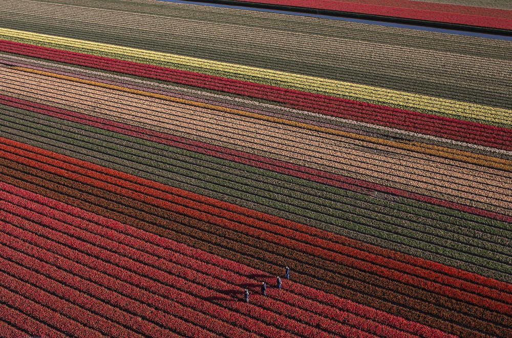 Tulip fields