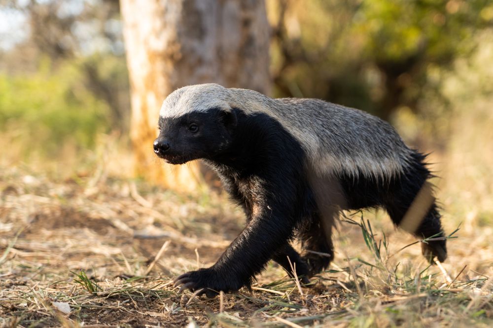 honey badger