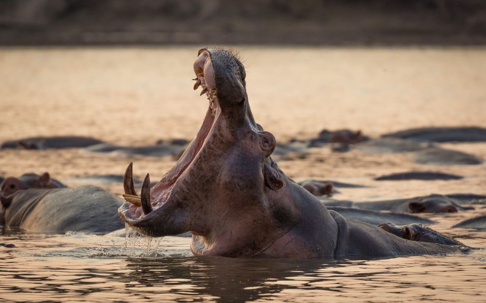 hippo