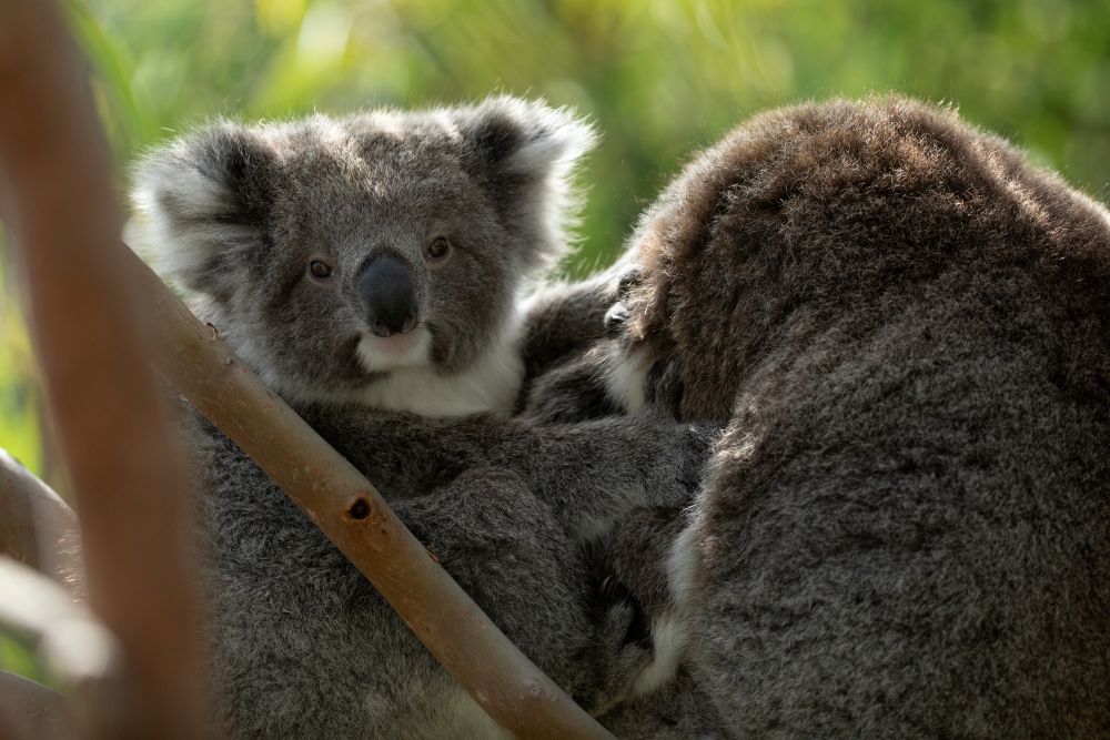 Koalas