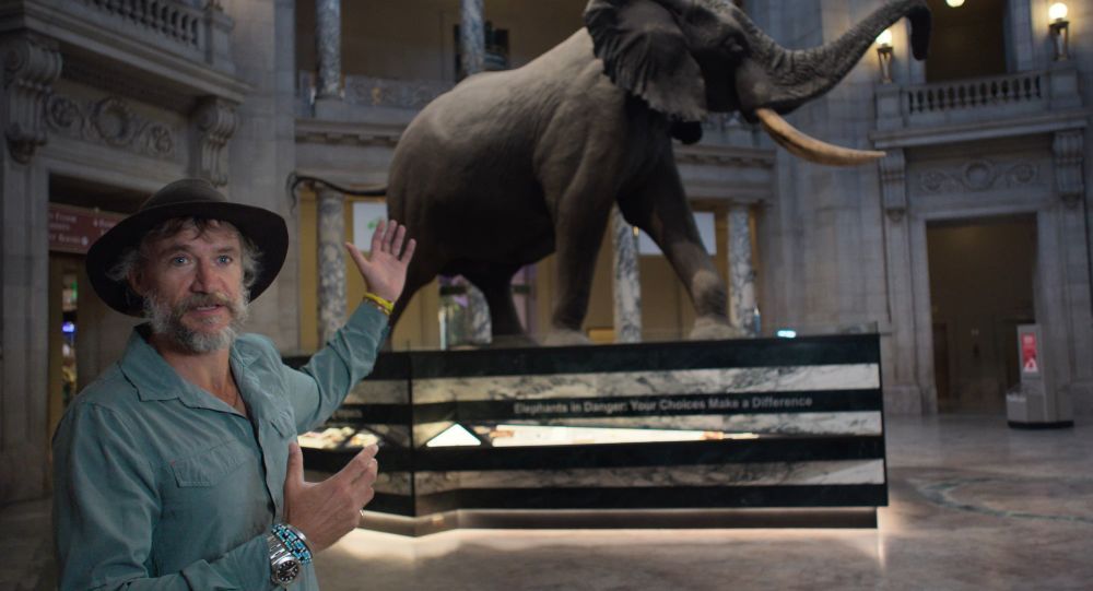 elephant