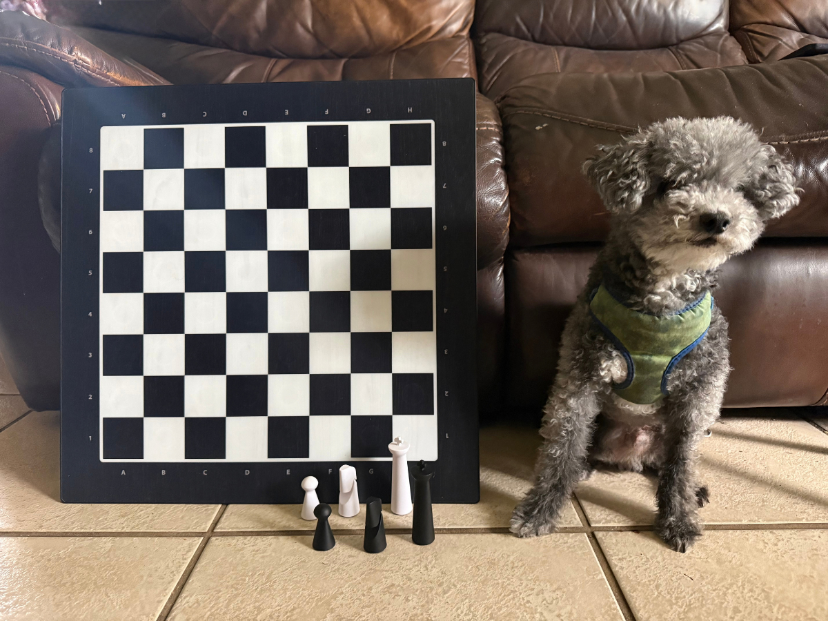 Toy poodle and chess board